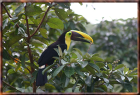A tucano on the trees A tucano on the trees